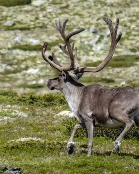 Agence norvégienne pour l'environnement : Six des dix zones nationales de rennes sauvages sont en mauvais état - 7