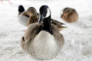 Svalbard est une zone à risque pour la grippe aviaire - les gens sont invités à signaler les cas d'oiseaux morts - 20