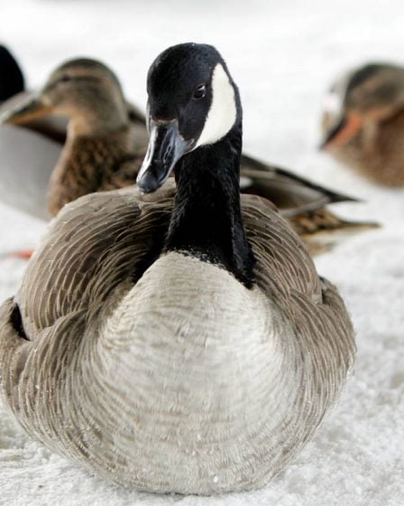 Svalbard est une zone à risque pour la grippe aviaire - les gens sont invités à signaler les cas d'oiseaux morts - 19