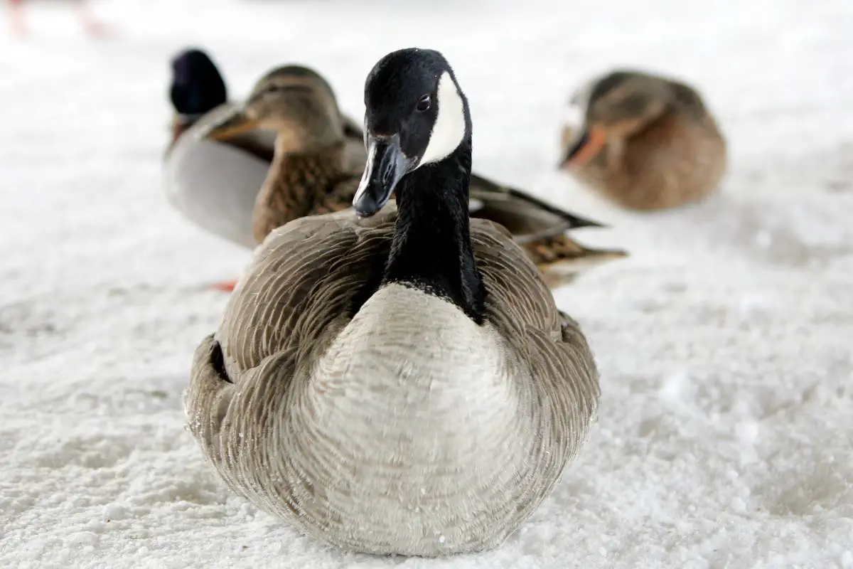 Svalbard est une zone à risque pour la grippe aviaire - les gens sont invités à signaler les cas d'oiseaux morts - 3