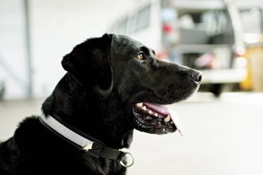 Le parlement norvégien adopte des exigences plus strictes pour les propriétaires de chiens - 18
