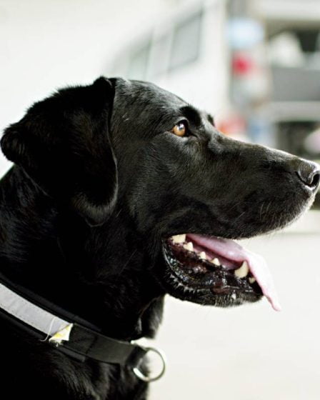 Le parlement norvégien adopte des exigences plus strictes pour les propriétaires de chiens - 4