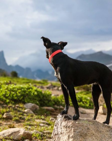 Un propriétaire de chien trouve des morceaux de saucisse remplis de verre brisé à Alta - 9