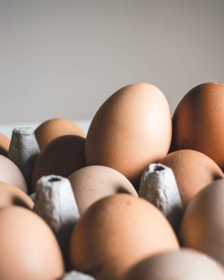 La Norvège demandera une exemption de la nouvelle réglementation européenne sur les œufs - 1