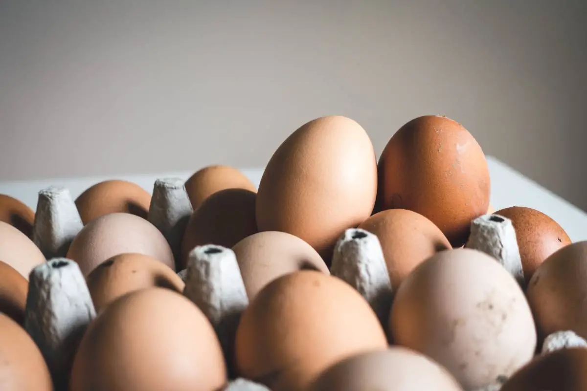La Norvège demandera une exemption de la nouvelle réglementation européenne sur les œufs - 3