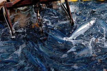 Les entreprises norvégiennes de saumon acceptent un règlement de 817 millions de couronnes aux États-Unis - 16