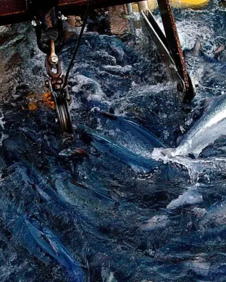 Les entreprises norvégiennes de saumon acceptent un règlement de 817 millions de couronnes aux États-Unis - 1