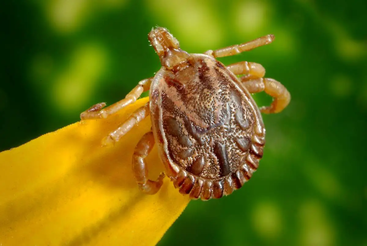 Près de deux fois plus de Norvégiens ont pris le vaccin contre les tiques cette année 4 Près de deux fois plus de Norvégiens ont pris le vaccin contre les tiques cette année - 3