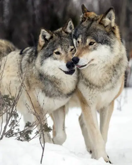 La Suède veut coopérer avec la Norvège sur la gestion des populations de loups - 7