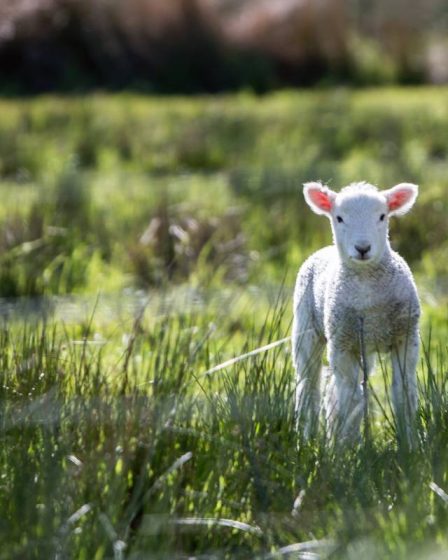Pourquoi Påske est sans doute la période préférée de l'année en Norvège ? - 10