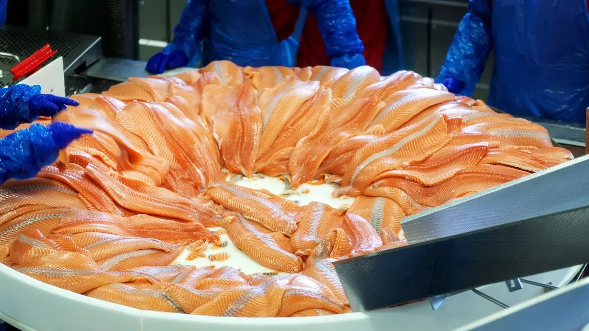 Les exportations norvégiennes de produits de la mer ont établi un nouveau record en mai 4 Les exportations norvégiennes de produits de la mer ont établi un nouveau record en mai - 3