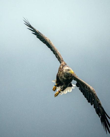 Bonne nouvelle : il y a maintenant dix pygargues à queue blanche dans la région d'Oslofjord - 25