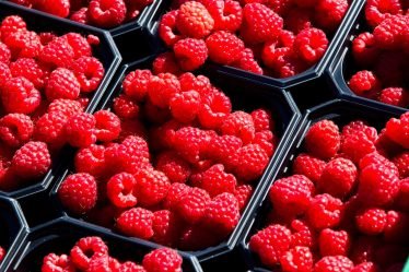 Les producteurs de framboises en Norvège veulent des prix de détail plus bas - 26