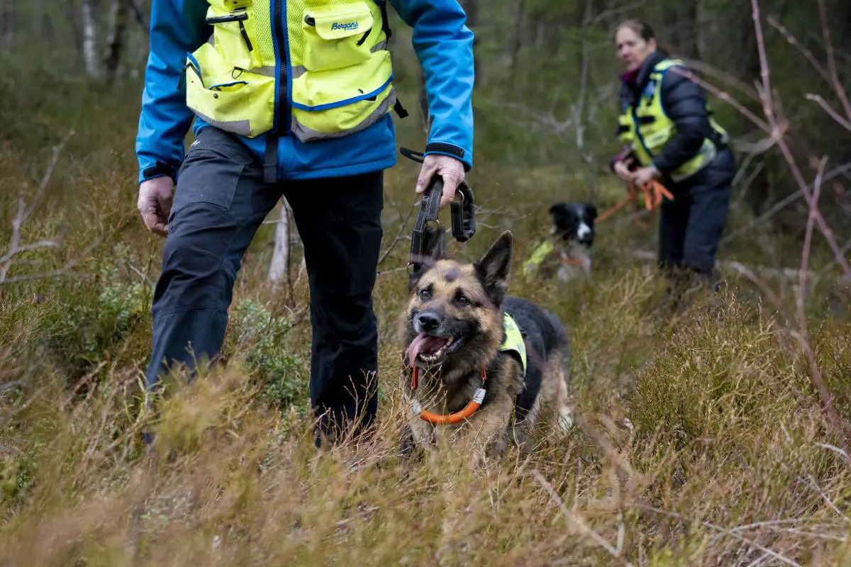 Une personne retrouvée morte après une opération de recherche dans le Nordhordland 4 Une personne retrouvée morte après une opération de recherche dans le Nordhordland - 3