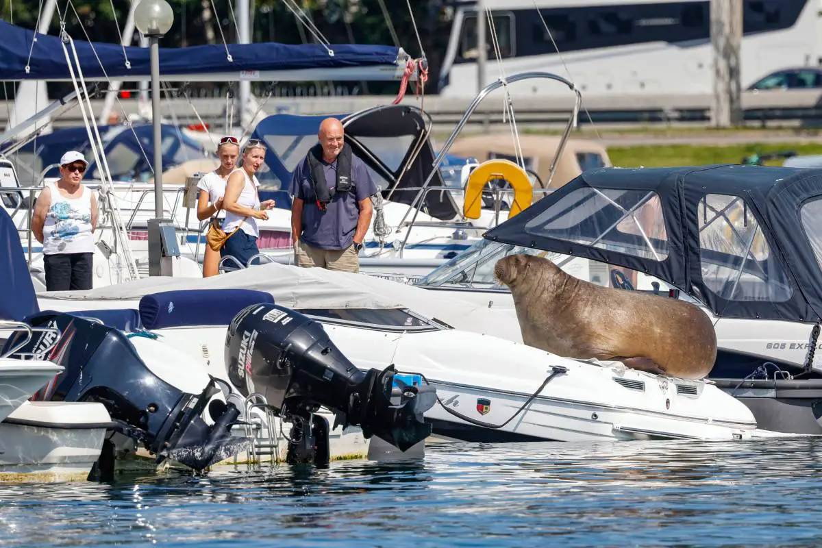 Le ministre de la Pêche Skjæran commente Freya l'affaire des morses : « L'euthanasie était la meilleure option » 4 Le ministre de la Pêche Skjæran commente Freya l'affaire des morses : « L'euthanasie était la meilleure option » - 3