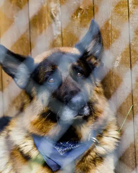 Nouvelle étude : un exercice insuffisant peut contribuer à la démence chez les chiens - 1