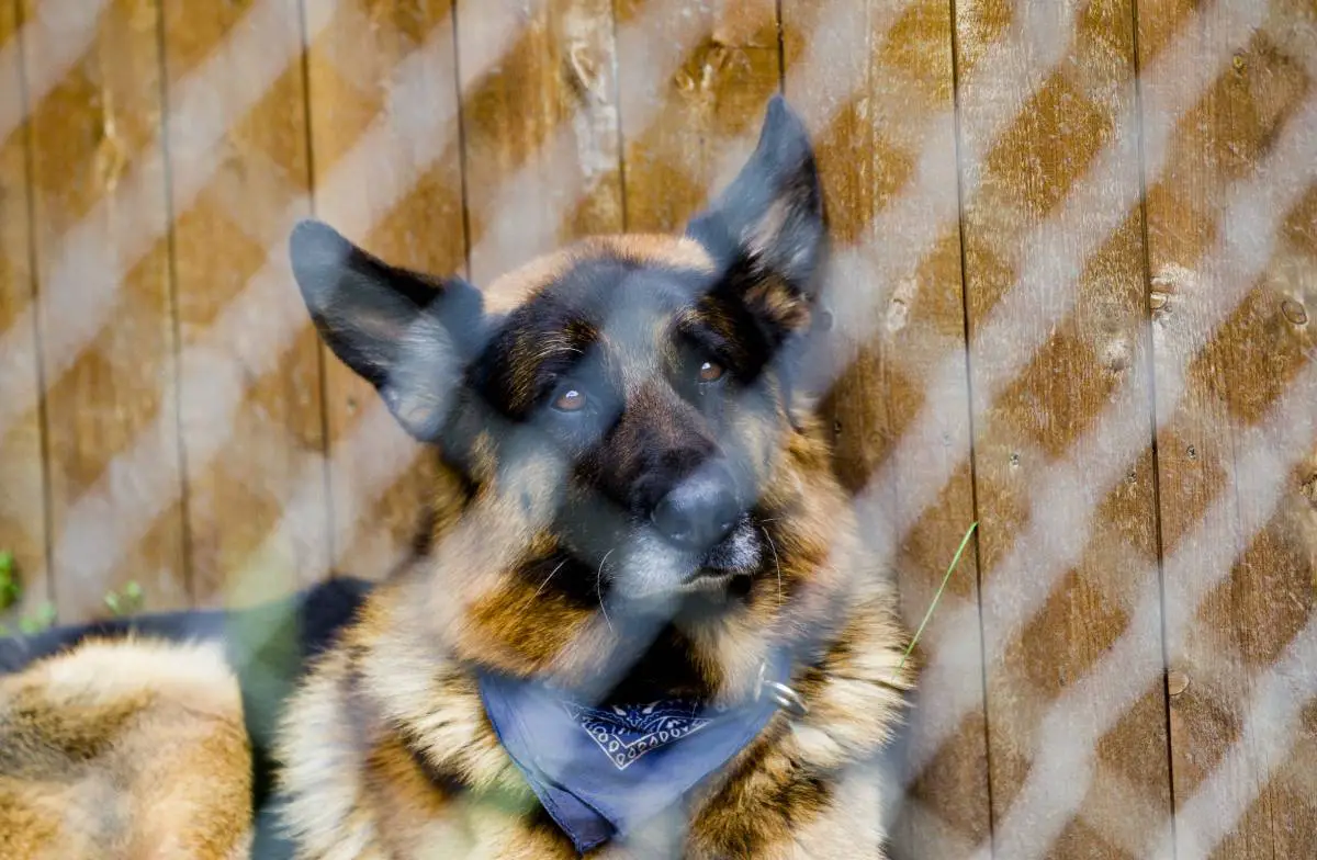Nouvelle étude : un exercice insuffisant peut contribuer à la démence chez les chiens 4 Nouvelle étude : un exercice insuffisant peut contribuer à la démence chez les chiens - 3
