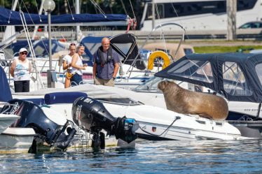 Les autorités norvégiennes ont envisagé de déplacer Freya le morse mais craignaient qu'il ne se noie - 20