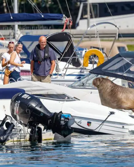 Les autorités norvégiennes ont envisagé de déplacer Freya le morse mais craignaient qu'il ne se noie - 7