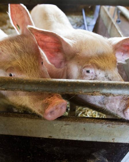 Environ 600 porcs périssent dans un incendie dans une grange de la municipalité de Klepp - 16