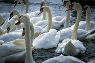 La police enquête sur les mauvais traitements infligés aux cygnes à Stavanger - 16
