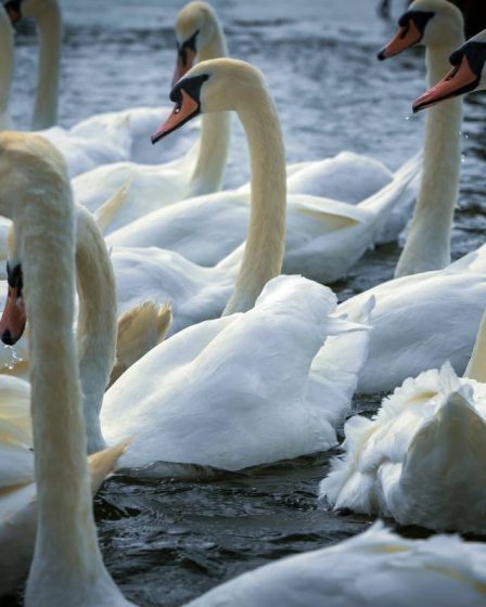 La police enquête sur les mauvais traitements infligés aux cygnes à Stavanger - 41