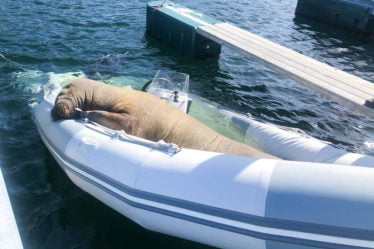 Le célèbre morse Freya se déplace vers le sud dans l'Oslofjord - 16