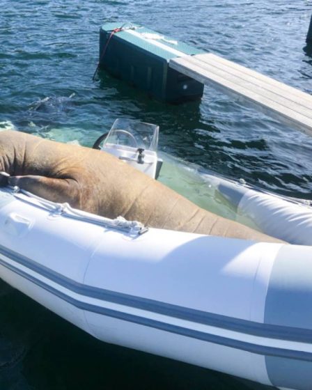 Le célèbre morse Freya se déplace vers le sud dans l'Oslofjord 2 Le célèbre morse Freya se déplace vers le sud dans l'Oslofjord - 1