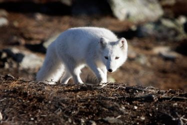 Un nombre record de portées de renard arctique enregistrées en Norvège cet été - 16