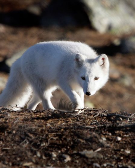 Un nombre record de portées de renard arctique enregistrées en Norvège cet été - 4