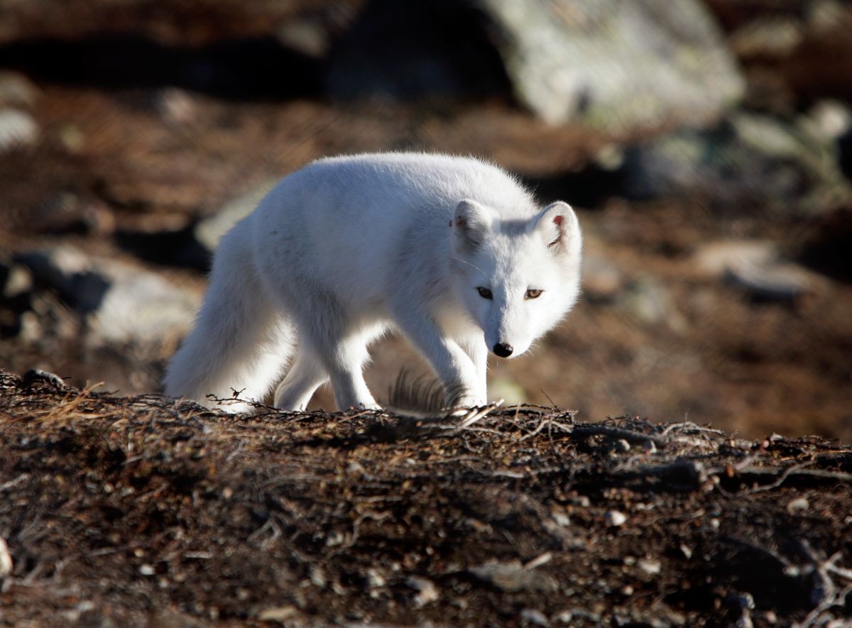 Un nombre record de portées de renard arctique enregistrées en Norvège cet été - 3