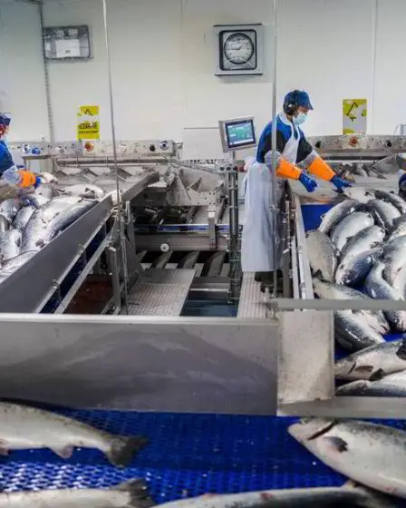 La taxe sur le saumon est bien plus compliquée dans la réalité que dans les manuels - 1