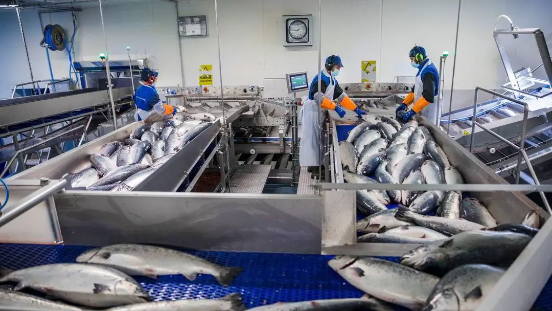 La taxe sur le saumon est bien plus compliquée dans la réalité que dans les manuels - 3