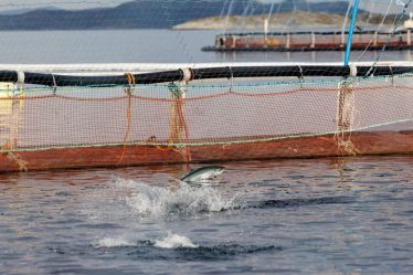 La taxe d'intérêt de base n'empêche pas les accords à prix fixe sur le saumon - 18