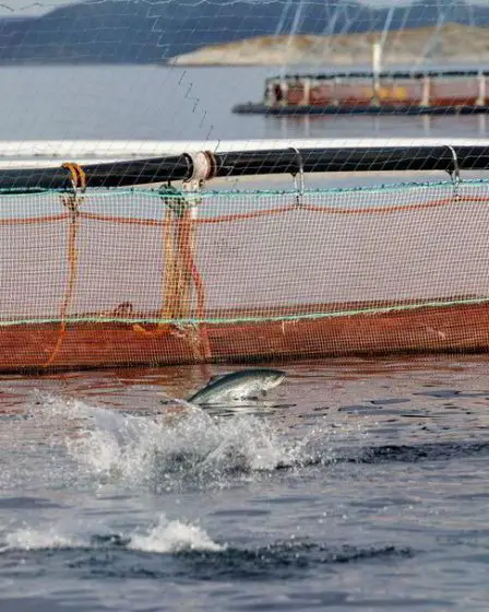 La taxe d'intérêt de base n'empêche pas les accords à prix fixe sur le saumon - 28