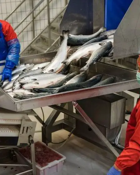 Est-il raisonnable que les abattoirs de poisson rouge aient des conditions-cadres plus favorables que les abattoirs de viande rouge ? - 29