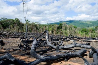 C'est ainsi que nous travaillons au Fonds pétrolier pour protéger l'or dans les forêts vertes - 21