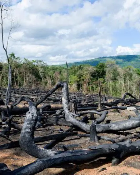 C'est ainsi que nous travaillons au Fonds pétrolier pour protéger l'or dans les forêts vertes - 10