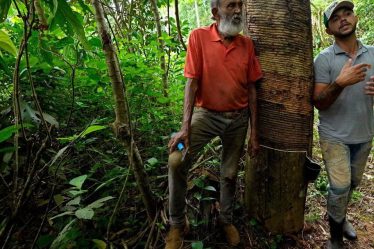 Lula promet un arrêt complet de la déforestation - 15