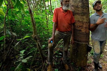 Lula promet un arrêt complet de la déforestation - 19