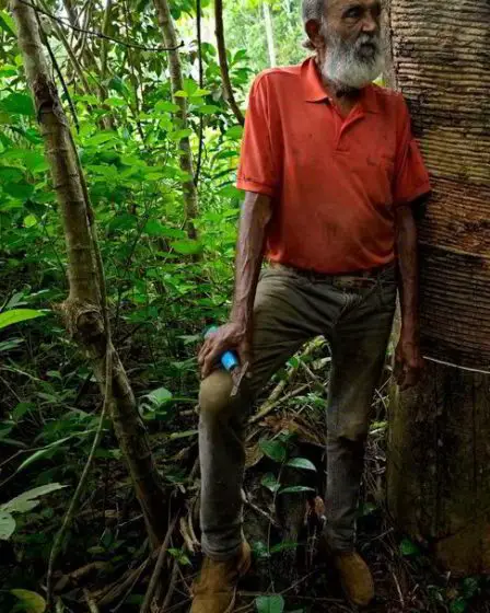 Lula promet un arrêt complet de la déforestation - 1