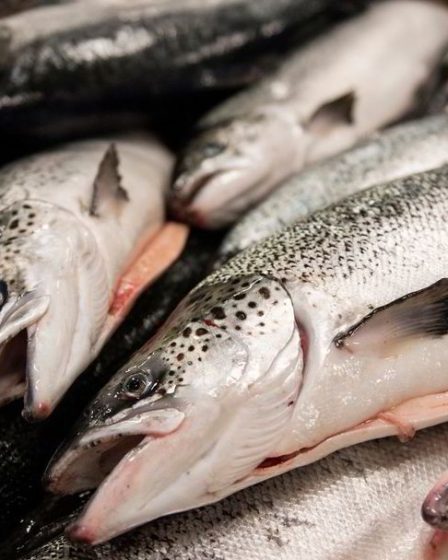 La taxe sur le saumon proposée est illégale 9 La taxe sur le saumon proposée est illégale - 8