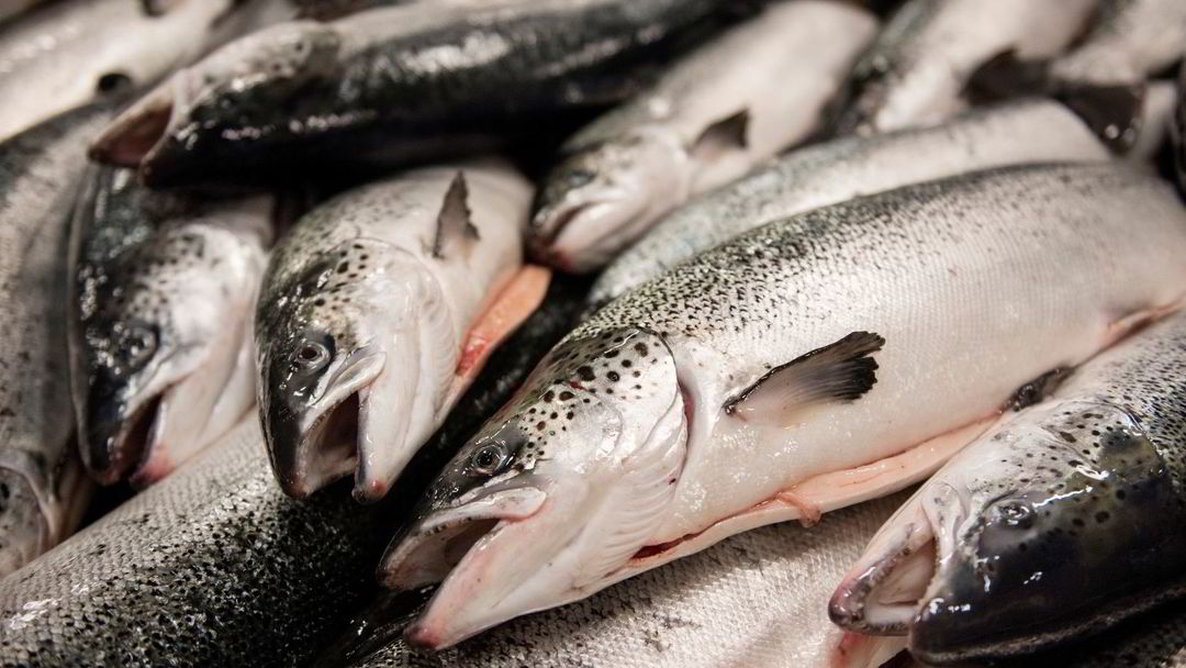 La taxe sur le saumon proposée est illégale 4 La taxe sur le saumon proposée est illégale - 3