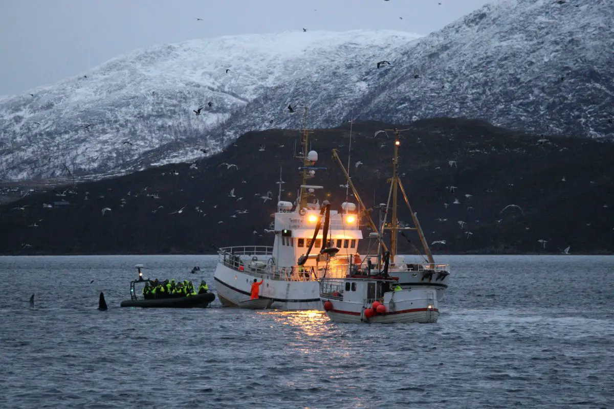 En Norvège, les touristes venu observer les baleines génèrent des problèmes 16 Les observateurs de baleines et le bateau de pêche