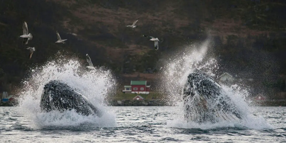 Baleines à bosse en train d'effectuer un saut