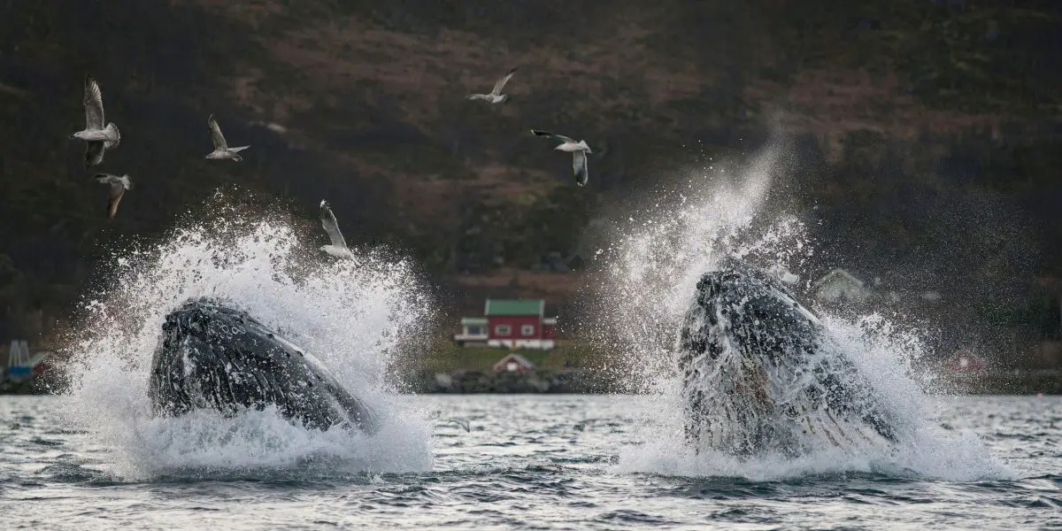 En Norvège, les touristes venu observer les baleines génèrent des problèmes 15 Baleines à bosse en train d'effectuer un saut