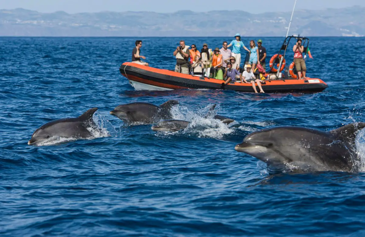dauphins passant devant un bateau d'observation des baleines