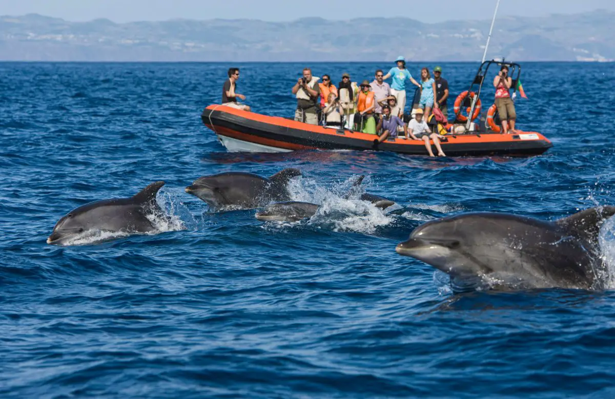 En Norvège, les touristes venu observer les baleines génèrent des problèmes 19 dauphins passant devant un bateau d'observation des baleines