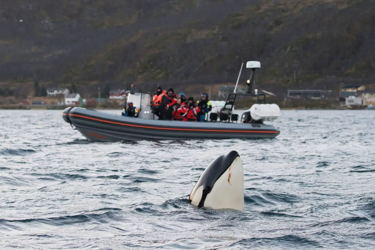 En Norvège, les touristes venu observer les baleines génèrent des problèmes 17 Épaulard espionnant à côté d'un bateau de chasse à la baleine