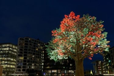 En images : L'arbre d'Oslo - 18